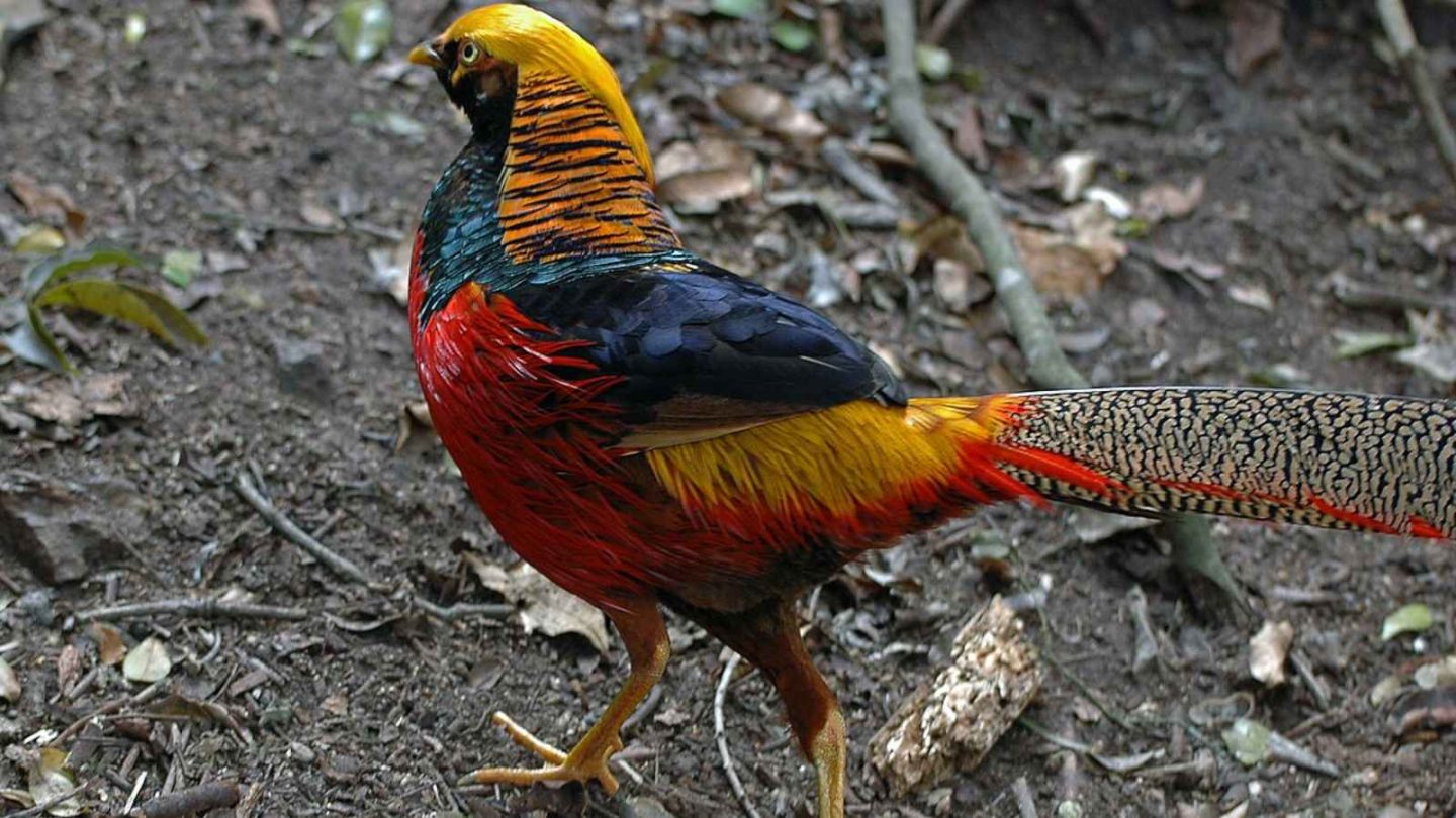 12 of the World’s Most Beautiful Birds You Need to See      