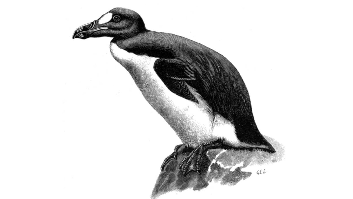 Remarkable Animals That Disappeared Forever in the Last 150 Years  