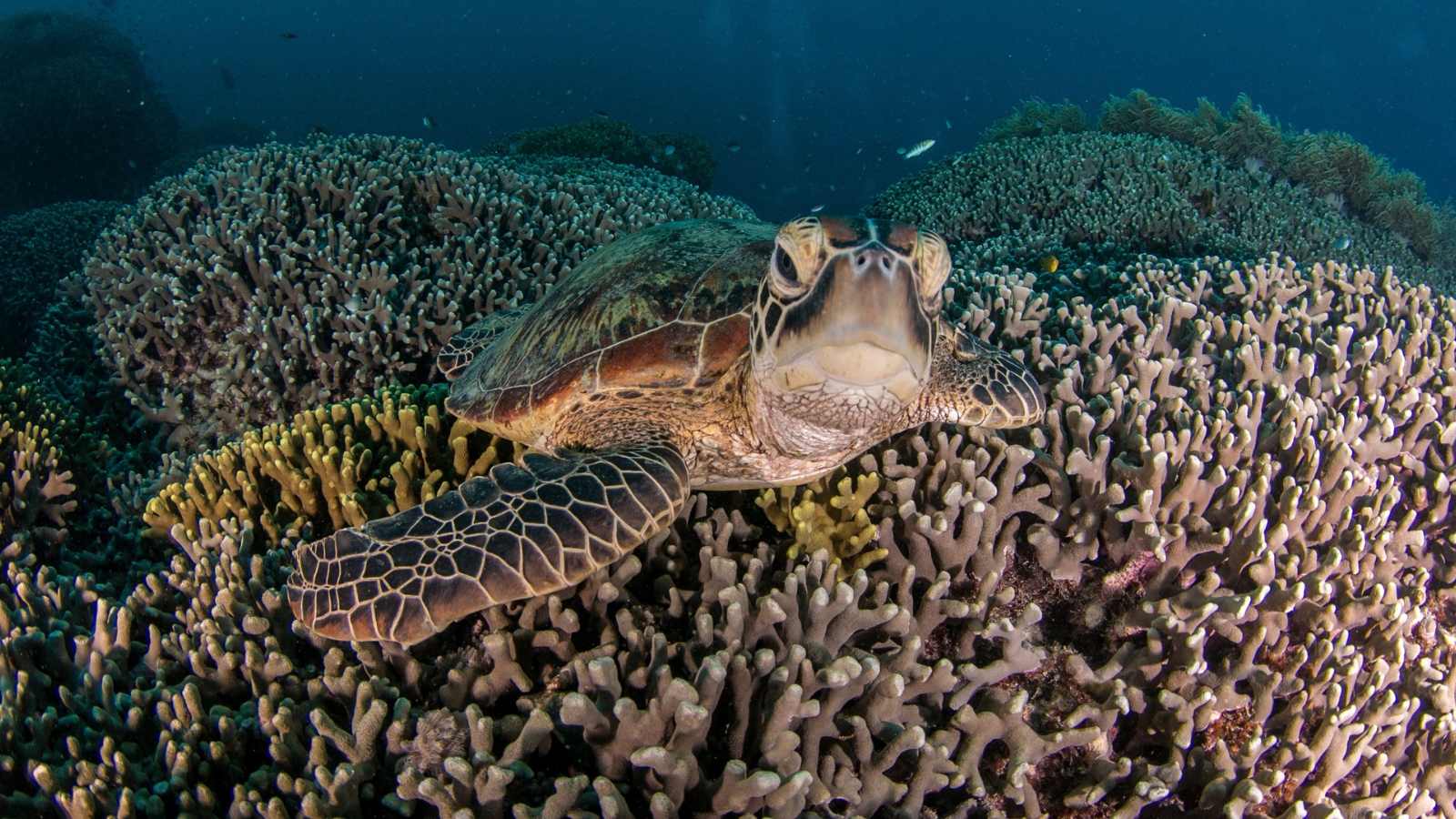 Dive Into Paradise: 15 Unforgettable Snorkeling Destinations You Need to Explore