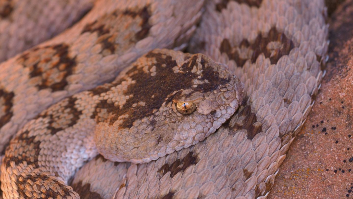 U.S. States Crawling With the Most Rattlesnakes – Are You Living in One?