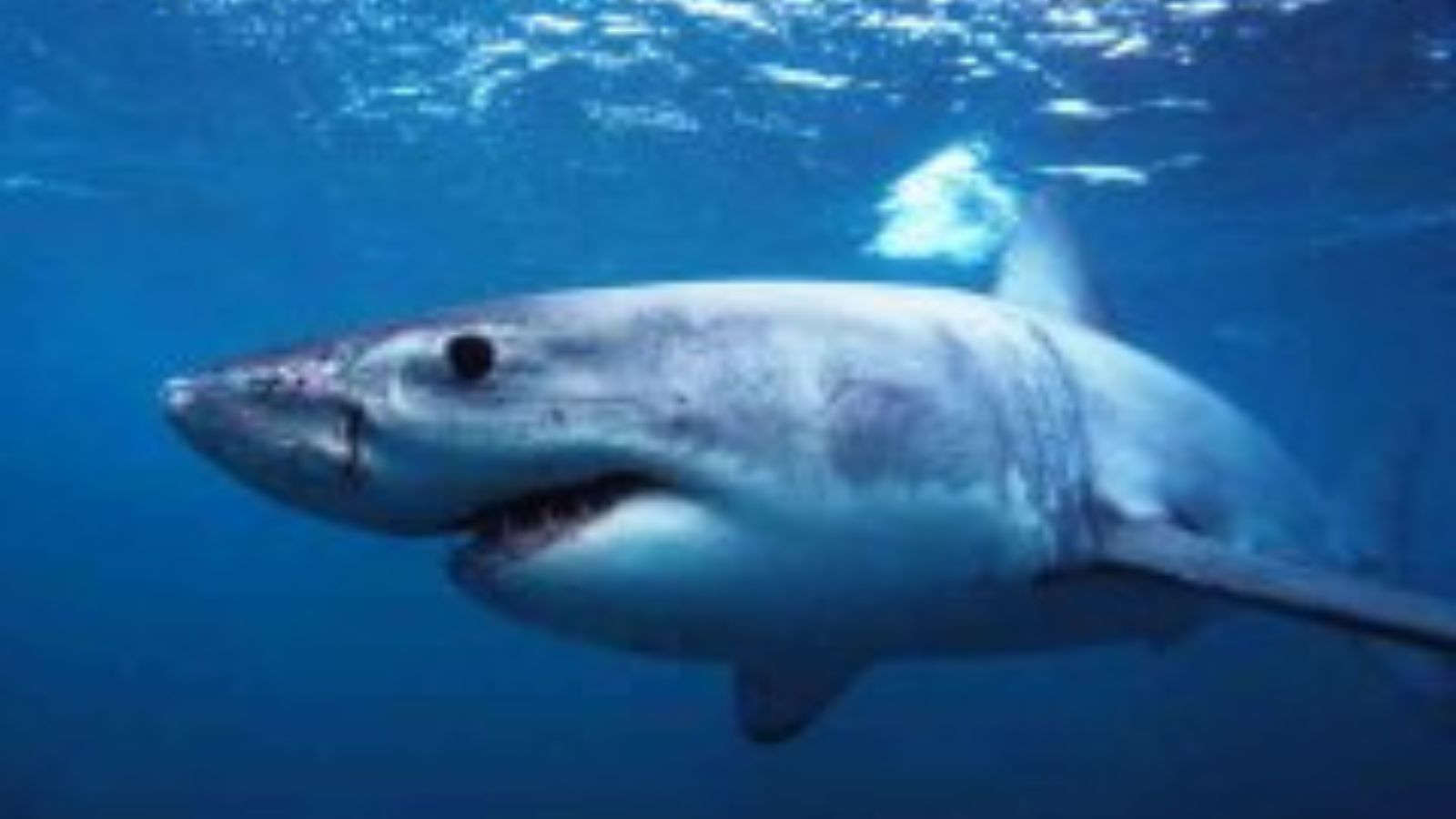 The U.S. States Where Nature’s Deadliest Creatures Lurk