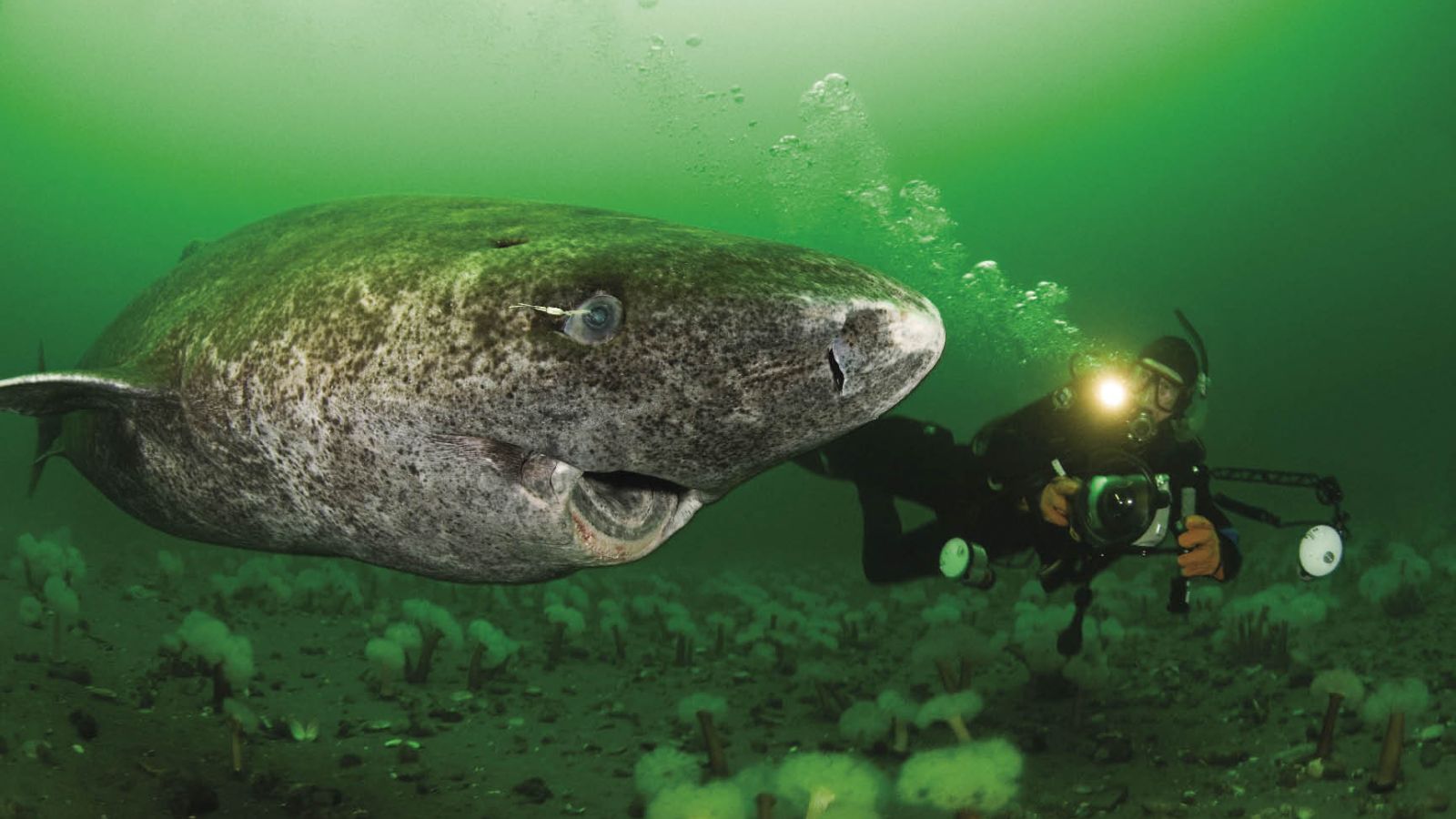 Epic Spots to Swim With Unique Marine Creatures (No Sharks or Dolphins)