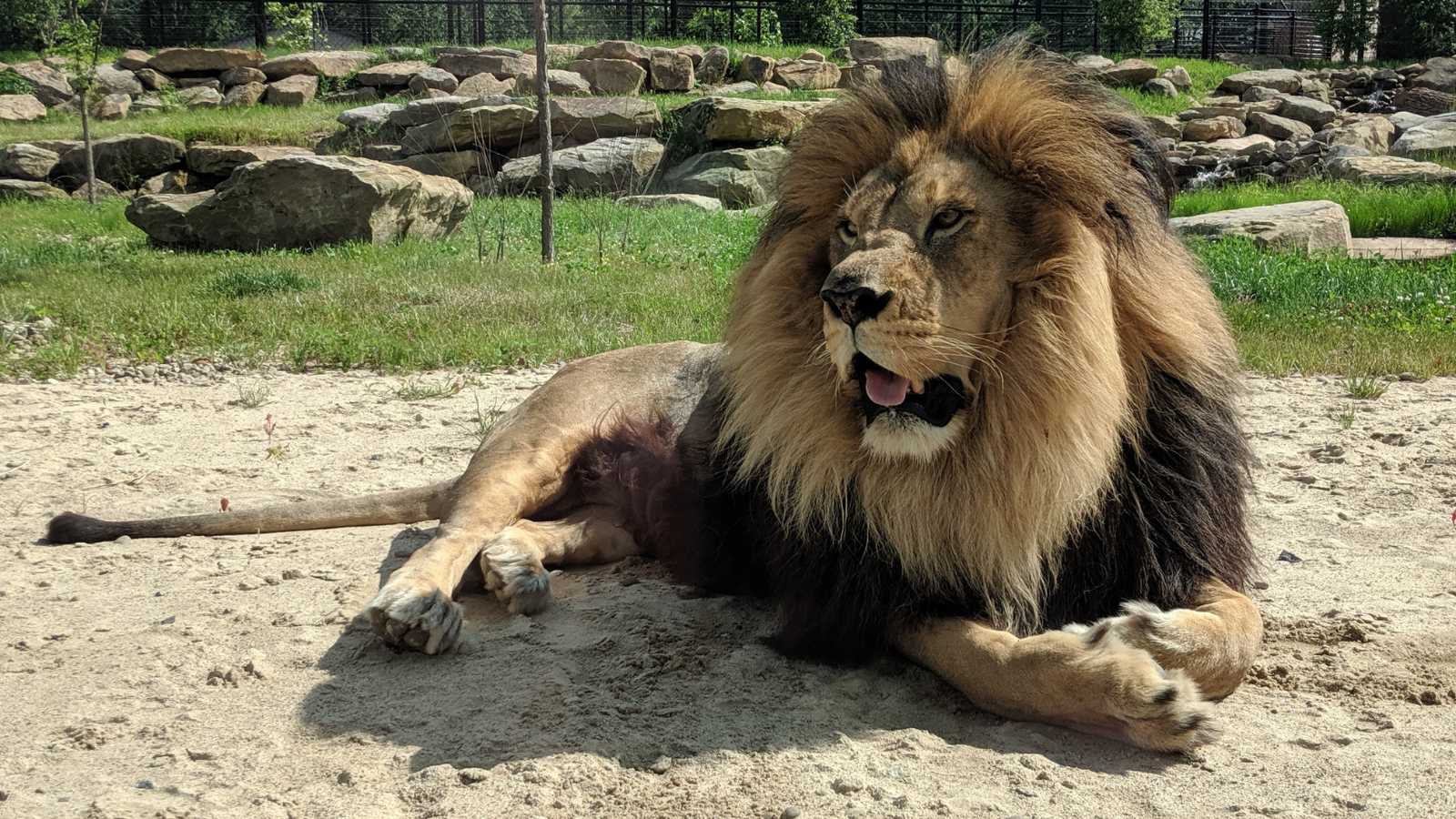 Top Destinations to Witness Big Cats in the Wild