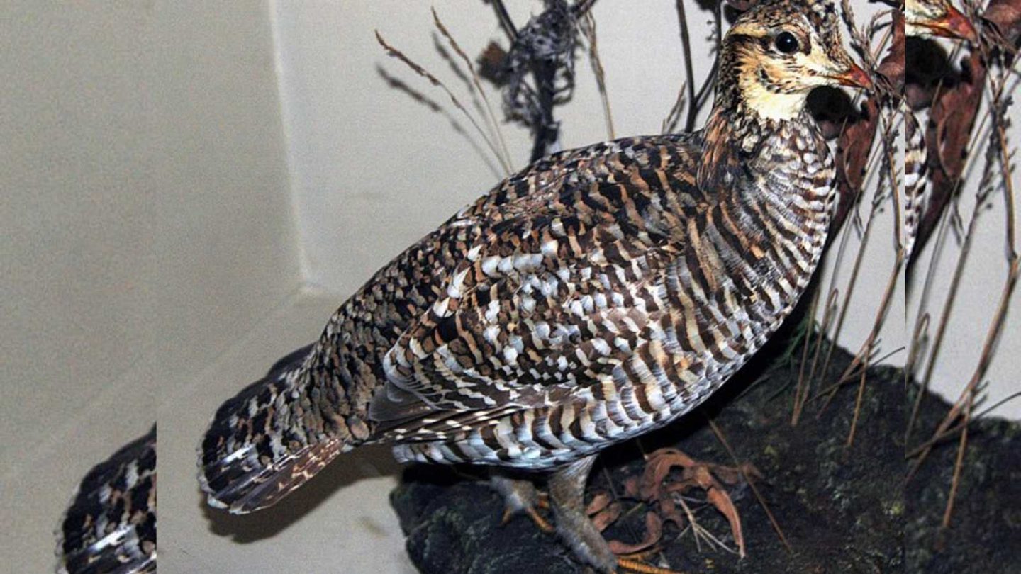 Remarkable Animals That Disappeared Forever in the Last 150 Years  