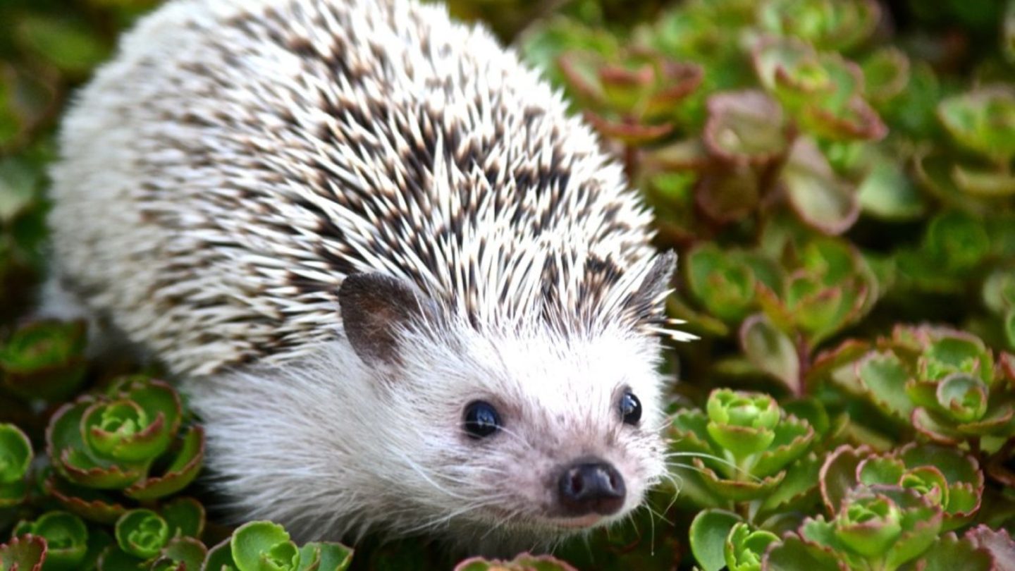 Wild Animals You Can Legally Keep as Pets in the U.S.
