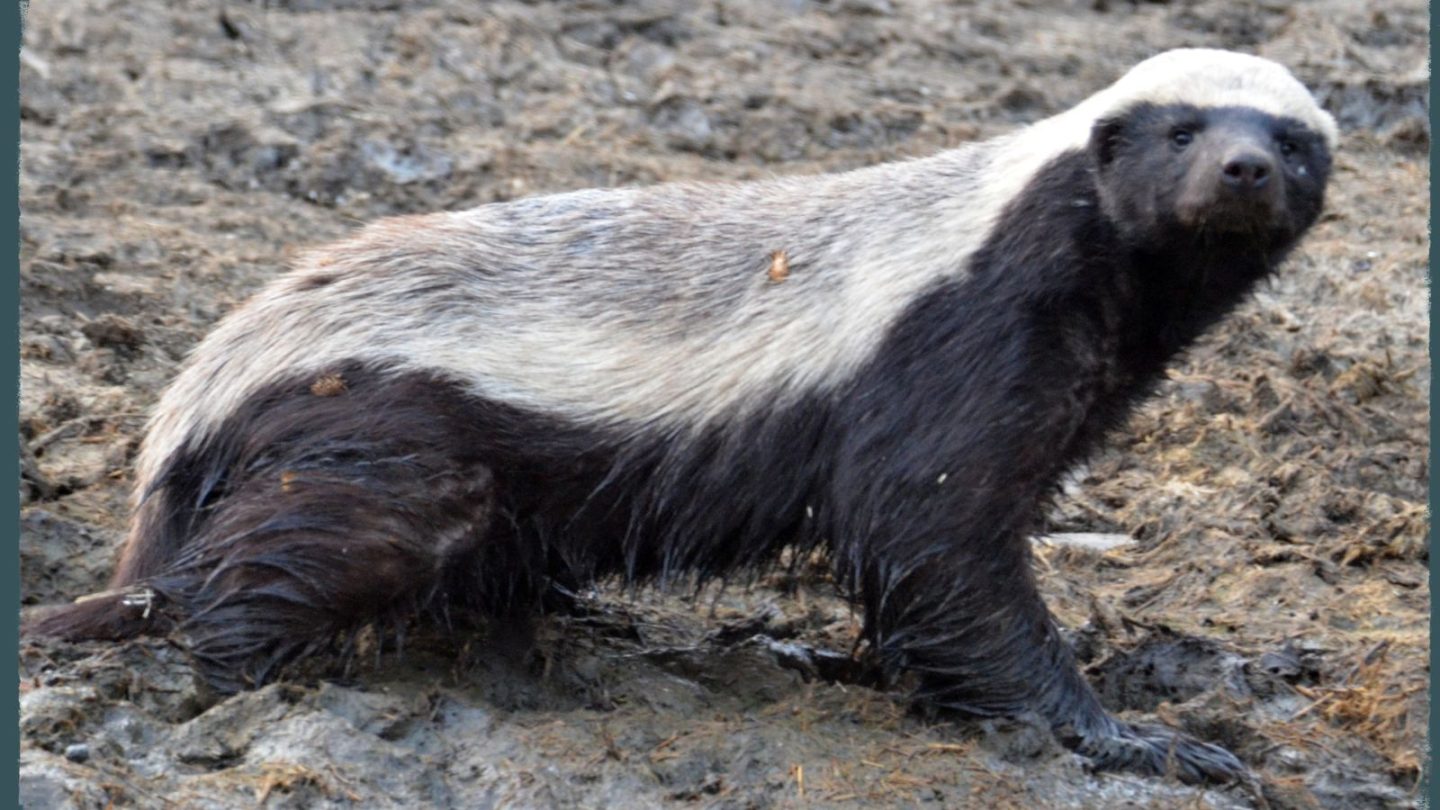 Fearless Animals That Defy Predators – Nature’s Most Underrated Warriors  