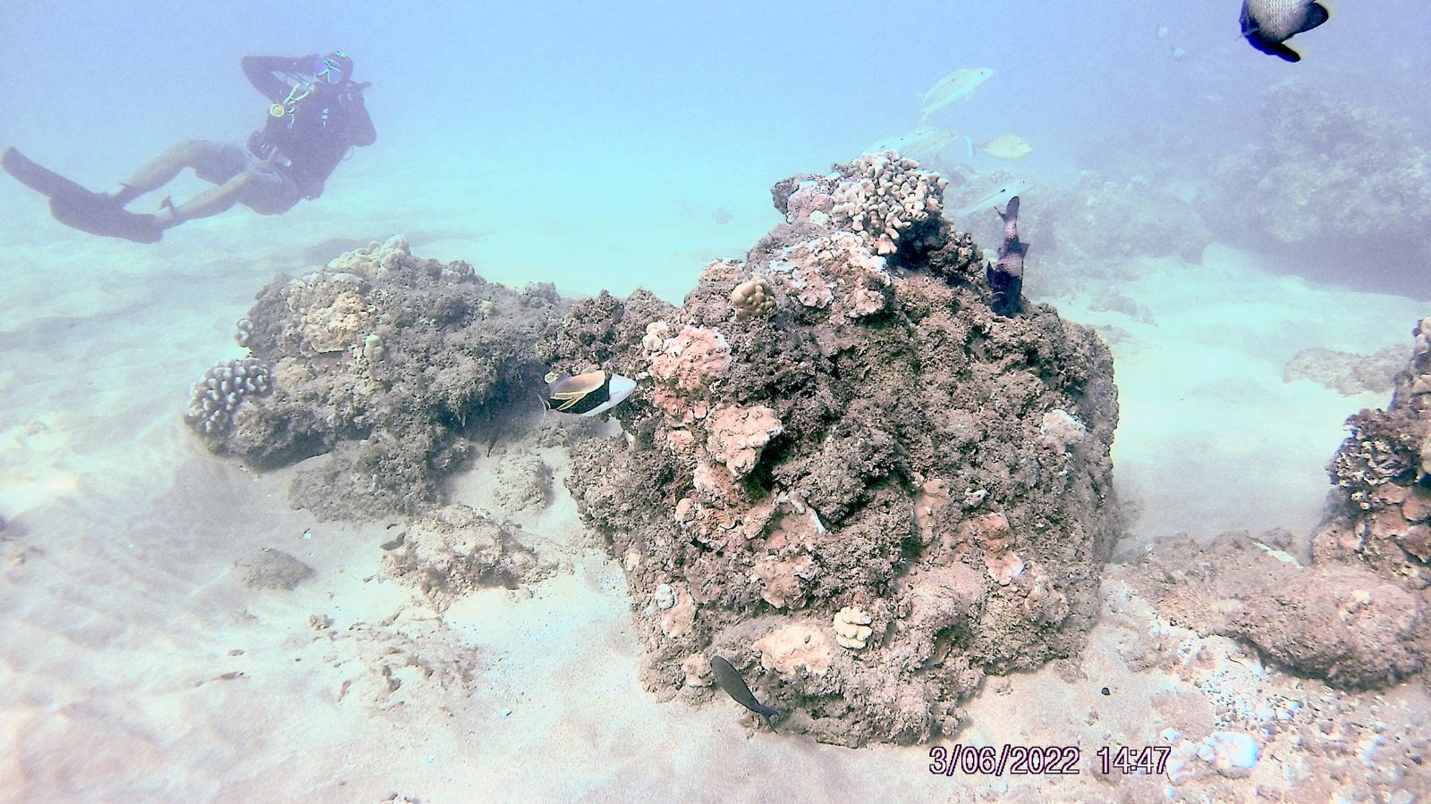 Epic Spots to Swim With Unique Marine Creatures (No Sharks or Dolphins)