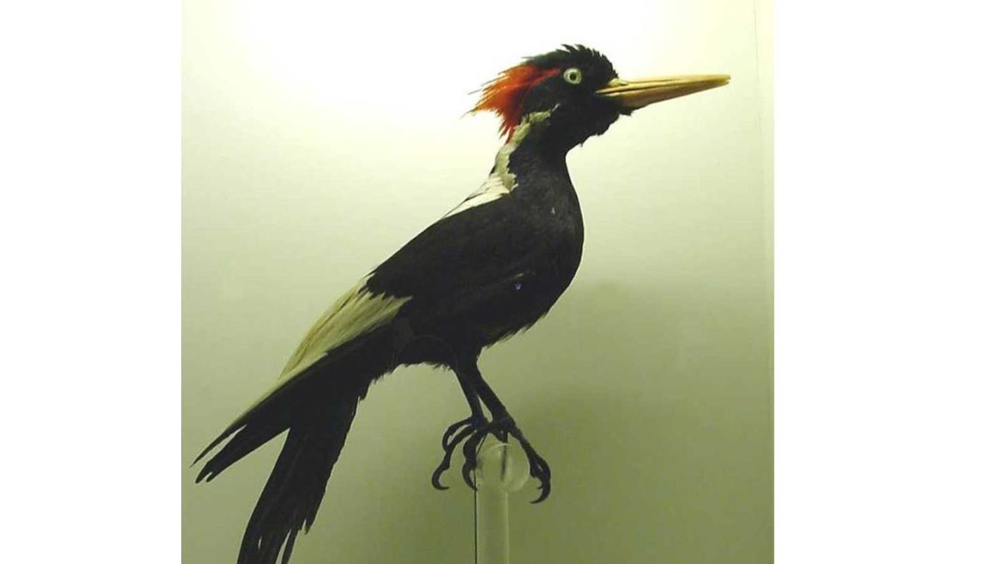 Remarkable Animals That Disappeared Forever in the Last 150 Years  