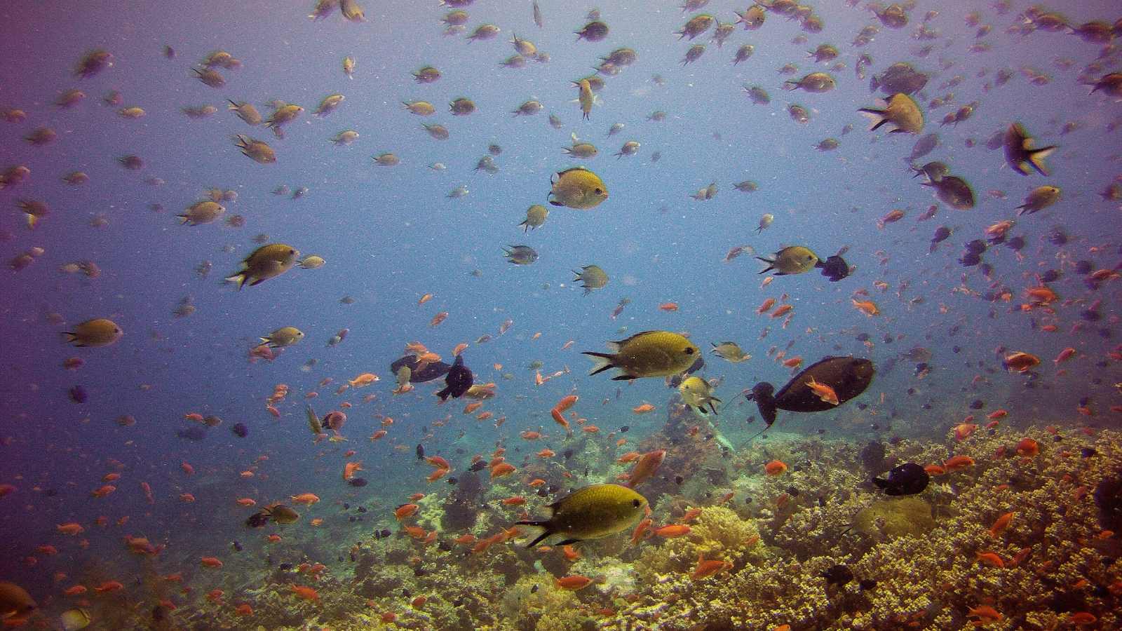 Dive Into Paradise: 15 Unforgettable Snorkeling Destinations You Need to Explore