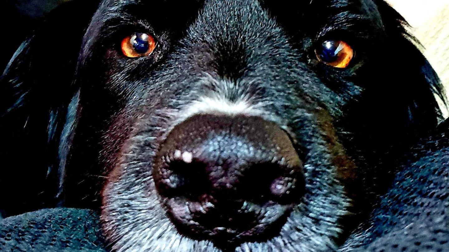 Dog Breeds Prone to Stress and Hate Being Left Alone When You Travel – Is Yours on the List?