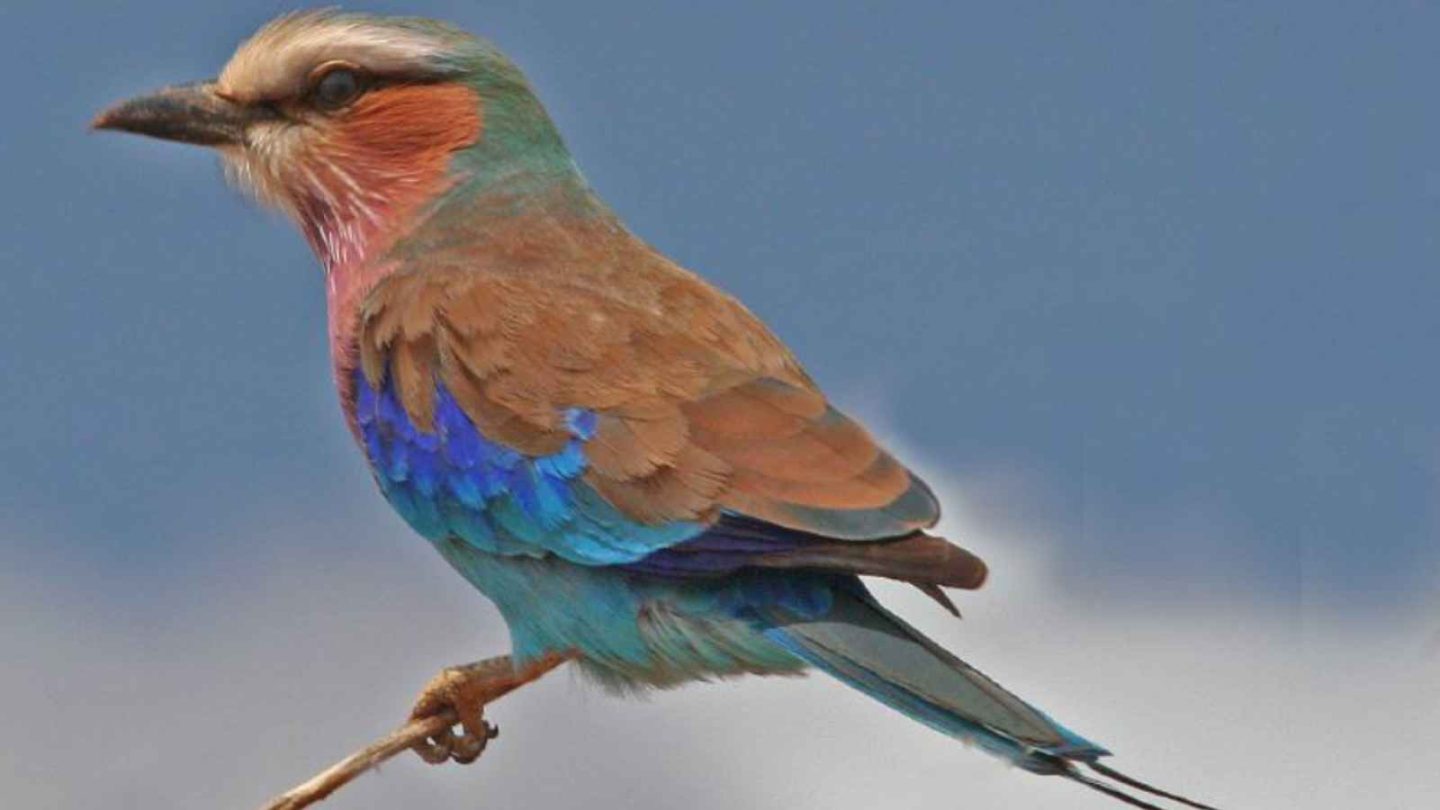 12 of the World’s Most Beautiful Birds You Need to See