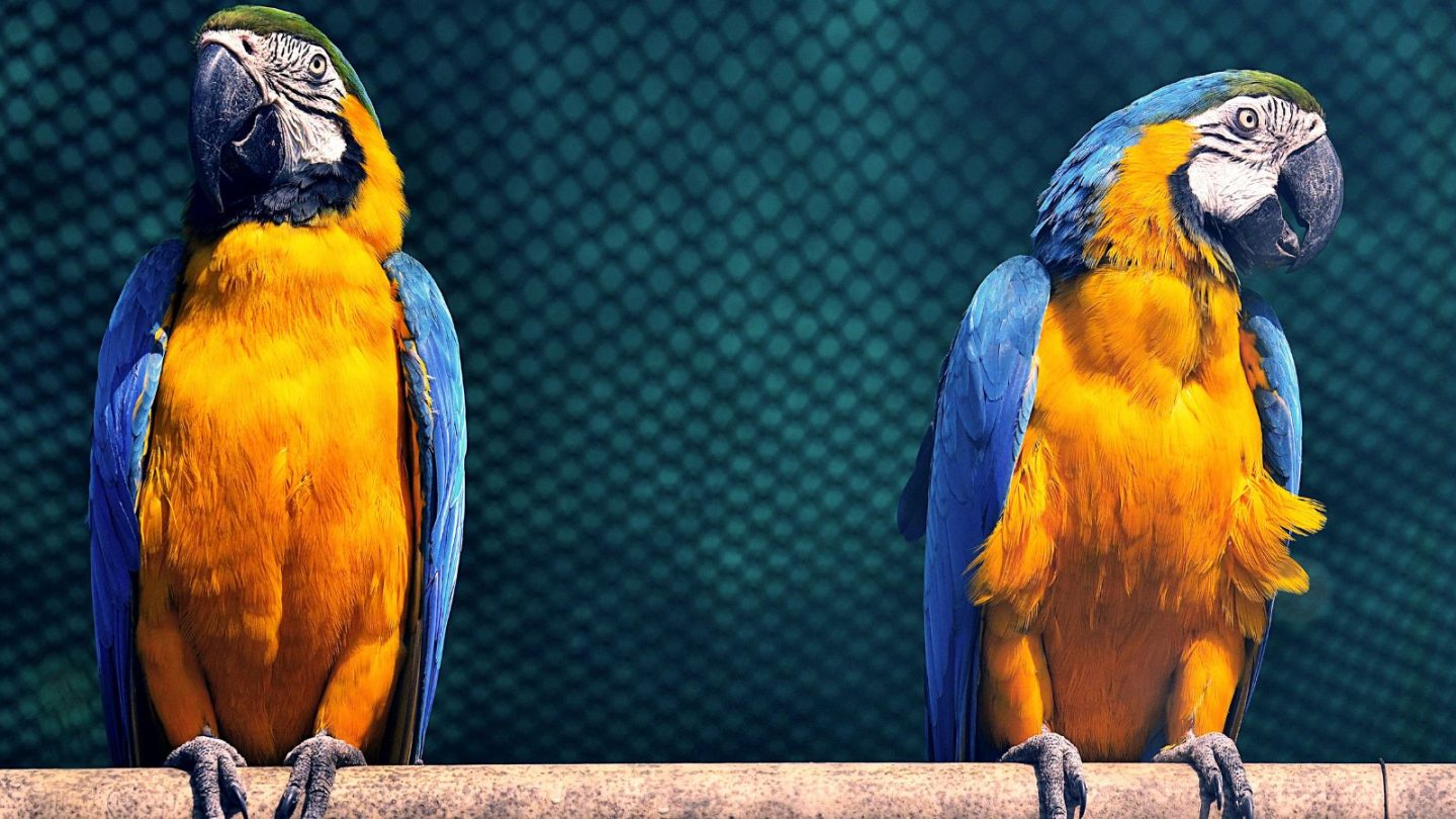 Friendliest Wild Animals You’d Love to Encounter