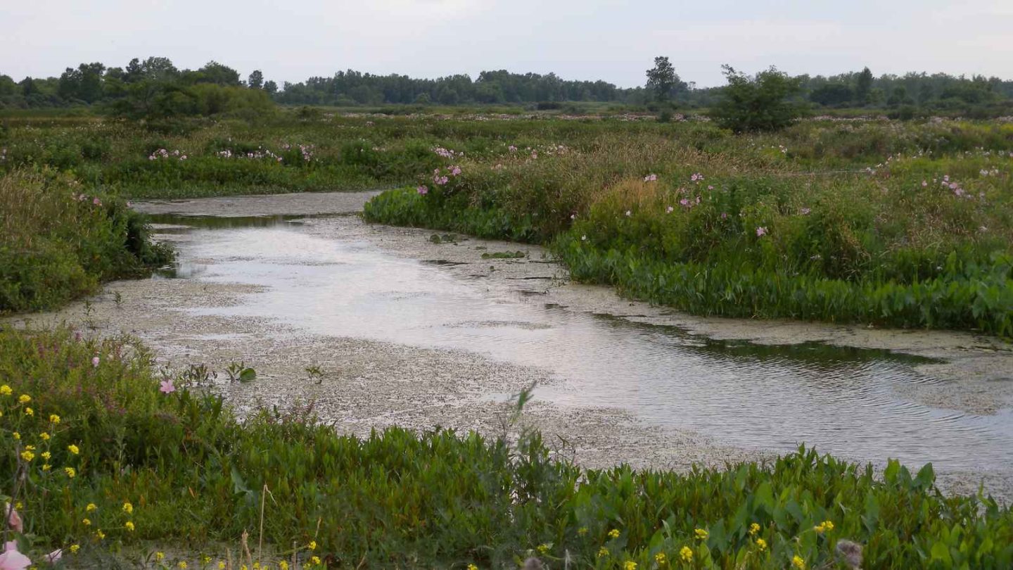 12 Must-Visit Places for Bird-Watching Enthusiasts in America