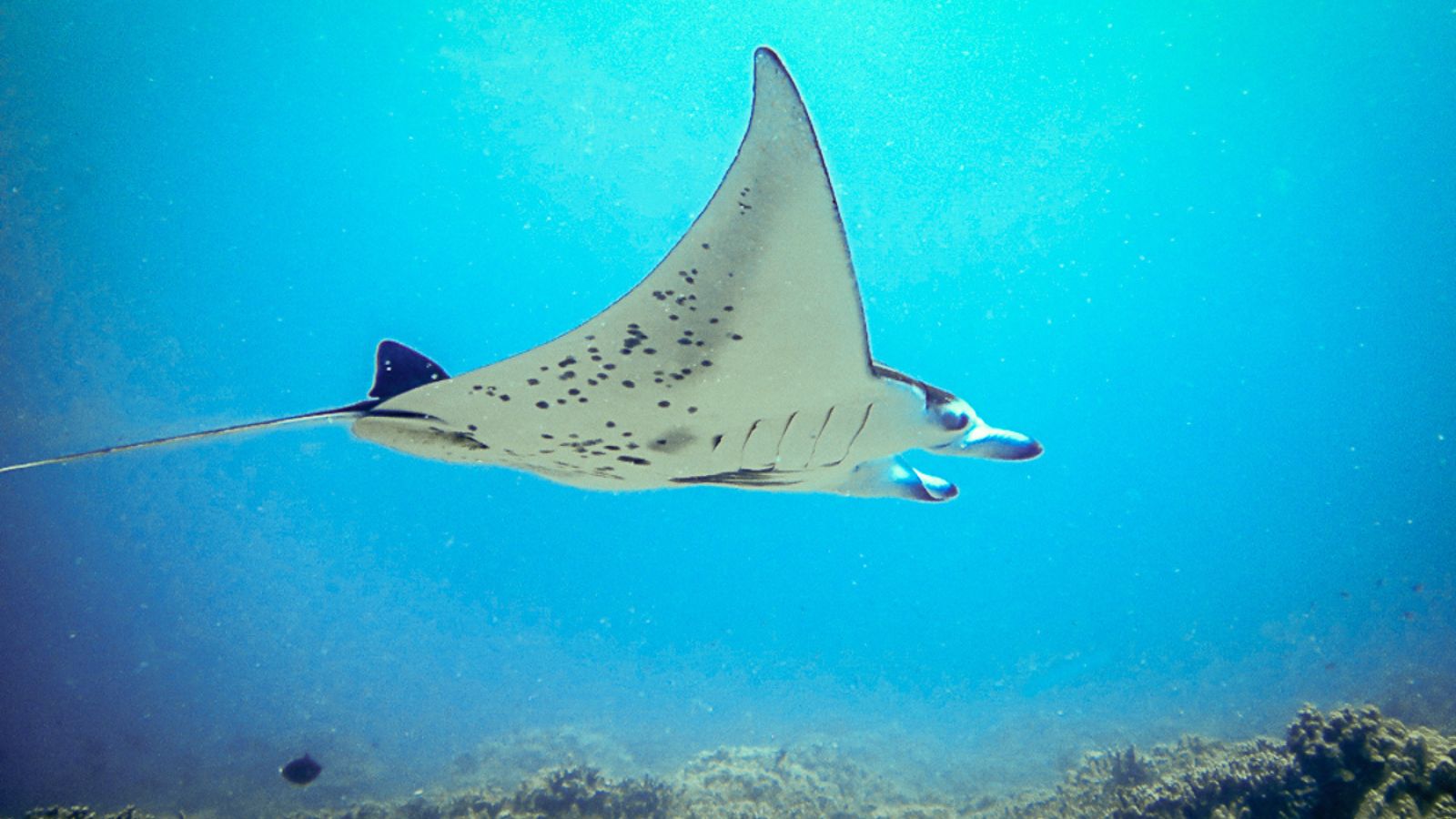 Epic Spots to Swim With Unique Marine Creatures (No Sharks or Dolphins)