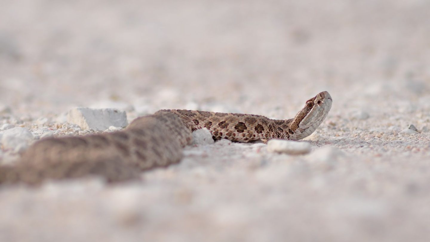 U.S. States Crawling With the Most Rattlesnakes – Are You Living in One?