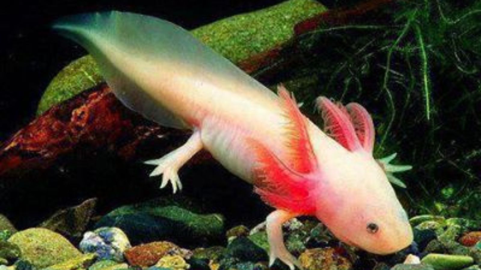 Epic Spots to Swim With Unique Marine Creatures (No Sharks or Dolphins)