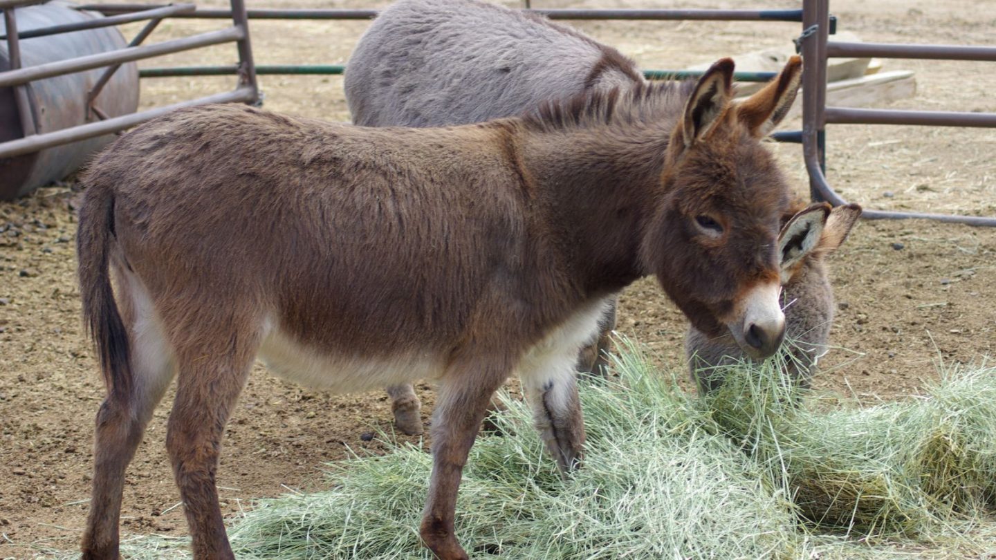 Wild Animals You Can Legally Keep as Pets in the U.S.