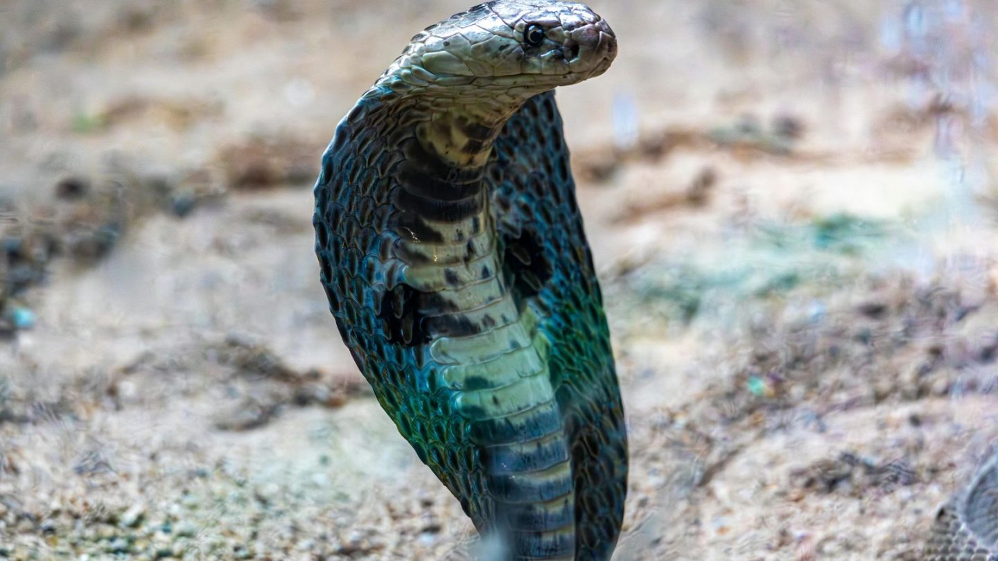 Deadliest Animals People Dare to Keep as Pets