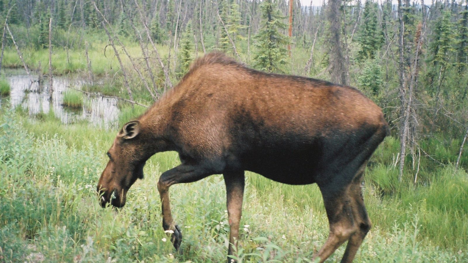 Nature’s Supermodels: The 10 Most Photogenic Wildlife Species in America
