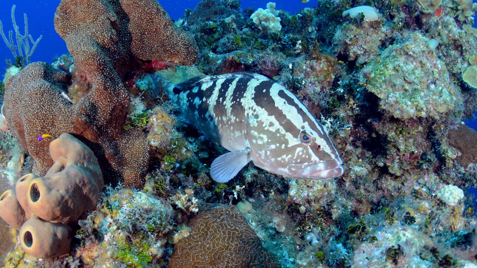Epic Spots to Swim With Unique Marine Creatures (No Sharks or Dolphins)