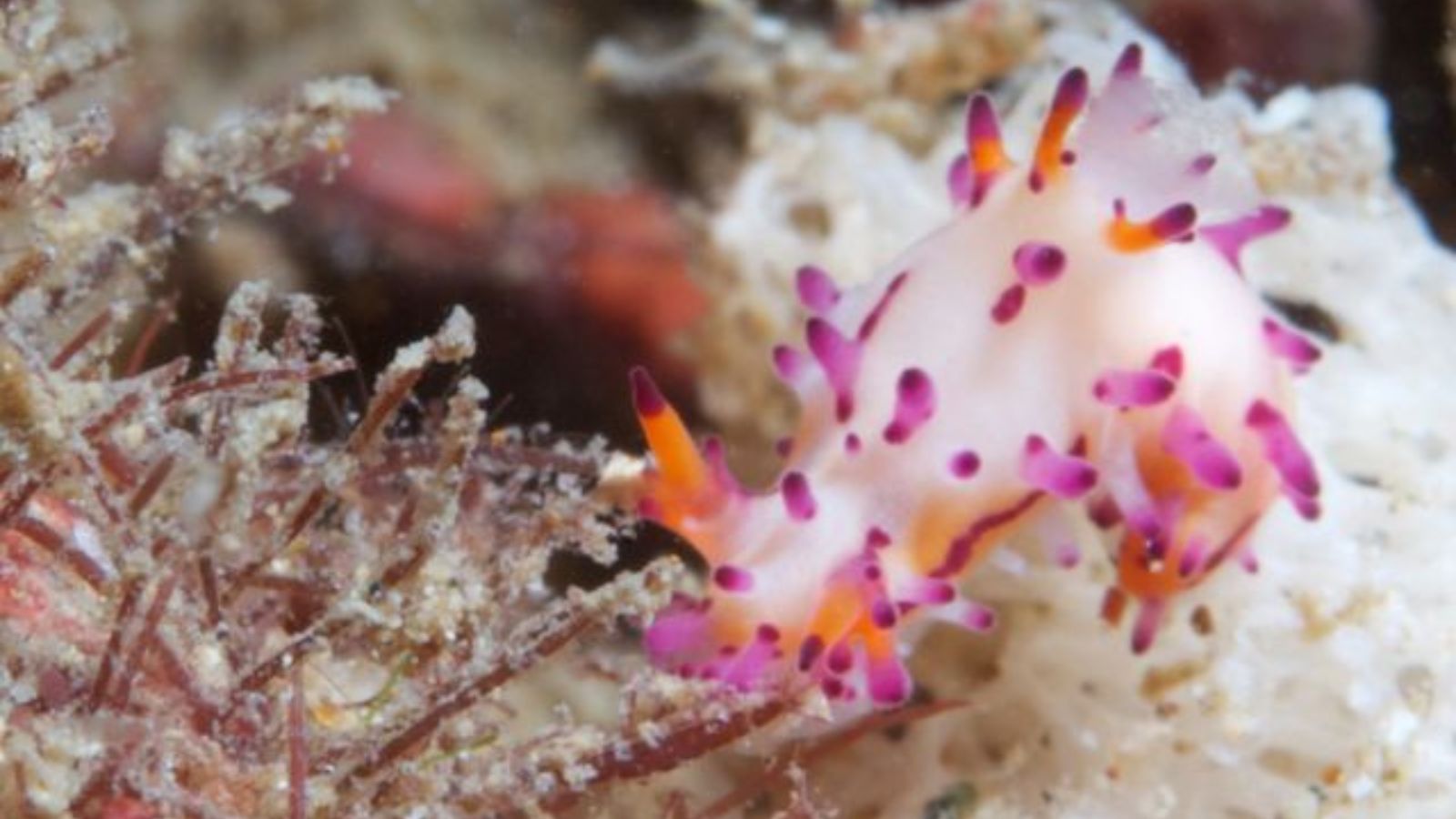 Epic Spots to Swim With Unique Marine Creatures (No Sharks or Dolphins)