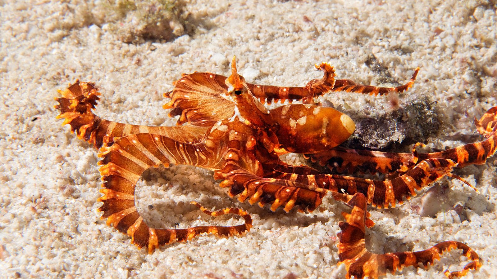 Epic Spots to Swim With Unique Marine Creatures (No Sharks or Dolphins)