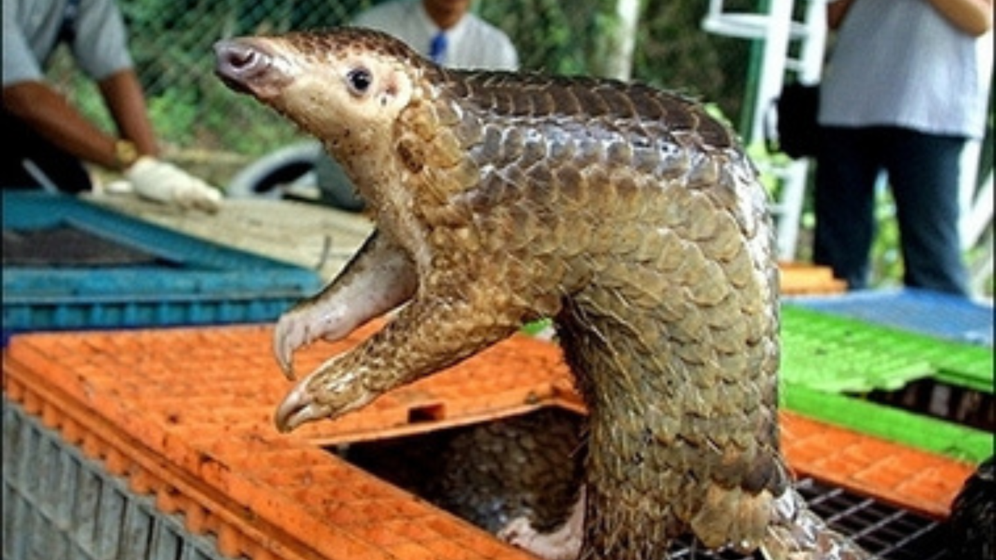 Fearless Animals That Defy Predators – Nature’s Most Underrated Warriors  