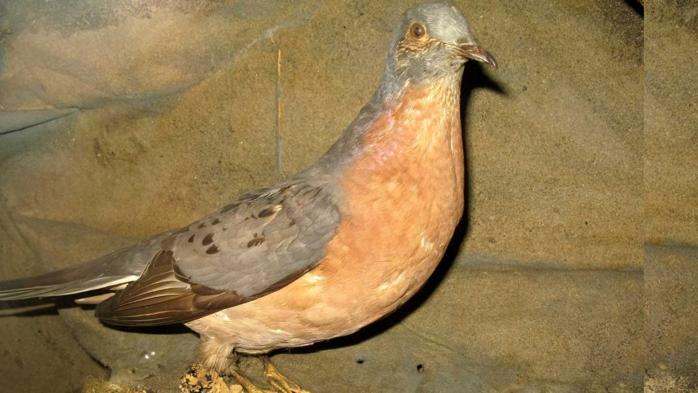 Remarkable Animals That Disappeared Forever in the Last 150 Years  