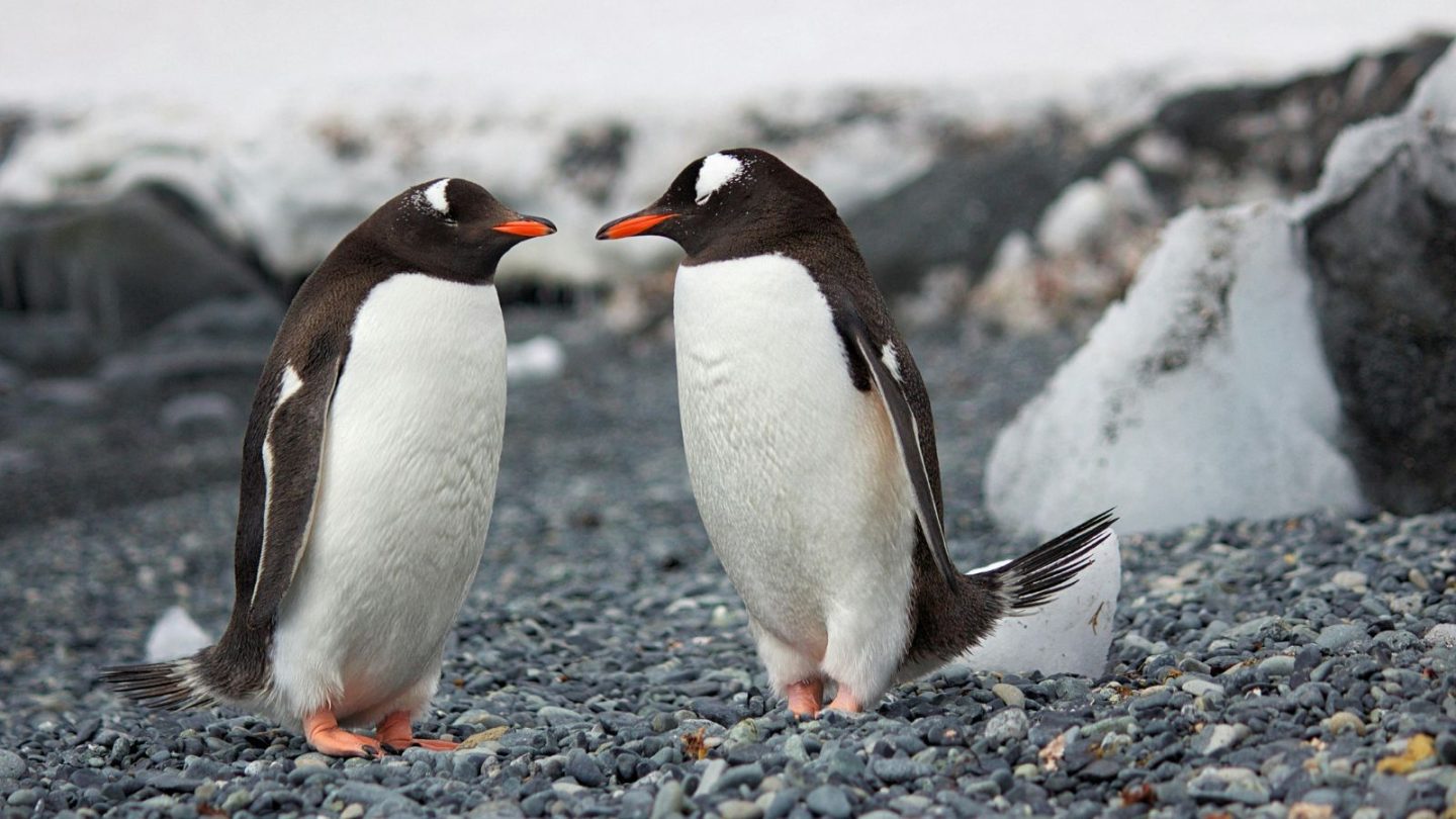 Friendliest Wild Animals You’d Love to Encounter