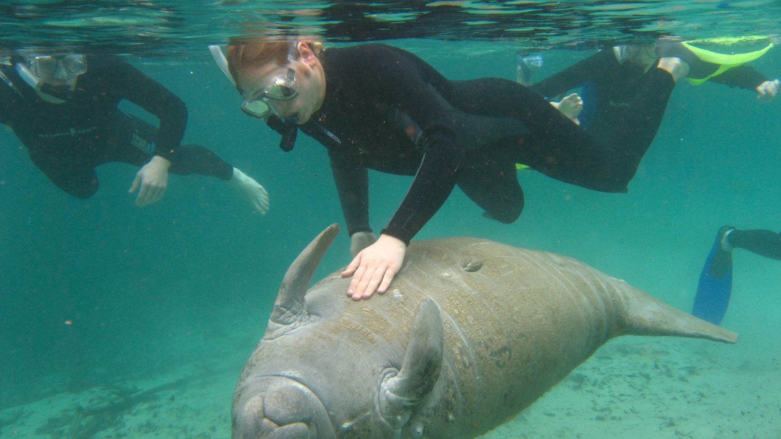 Epic Spots to Swim With Unique Marine Creatures (No Sharks or Dolphins)