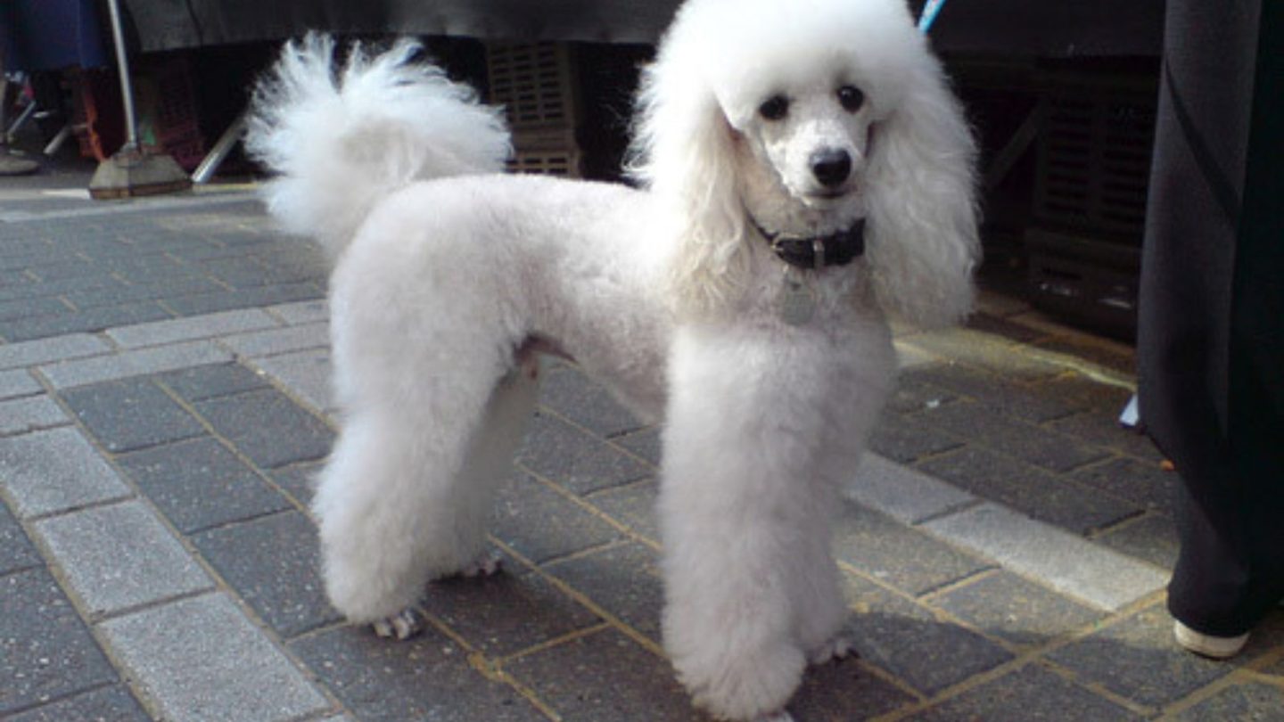 Dog Breeds Prone to Stress and Hate Being Left Alone When You Travel – Is Yours on the List