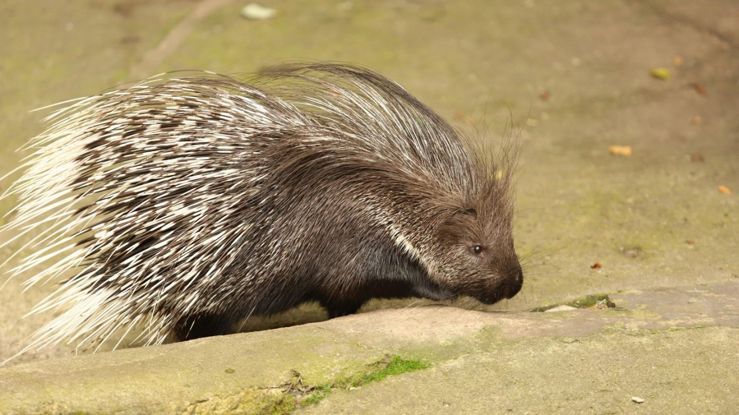 Fearless Animals That Defy Predators – Nature’s Most Underrated Warriors  