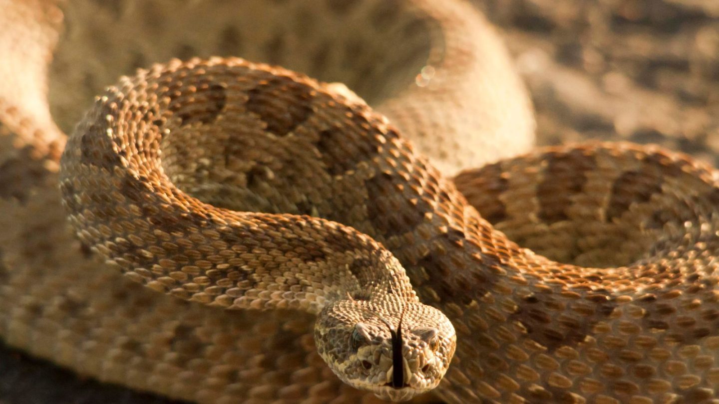 U.S. States Crawling With the Most Rattlesnakes – Are You Living in One?