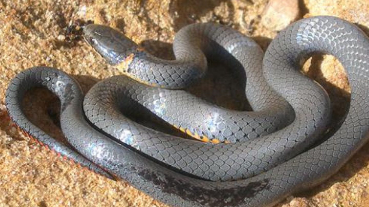 U.S. States Crawling With the Most Rattlesnakes – Are You Living in One?