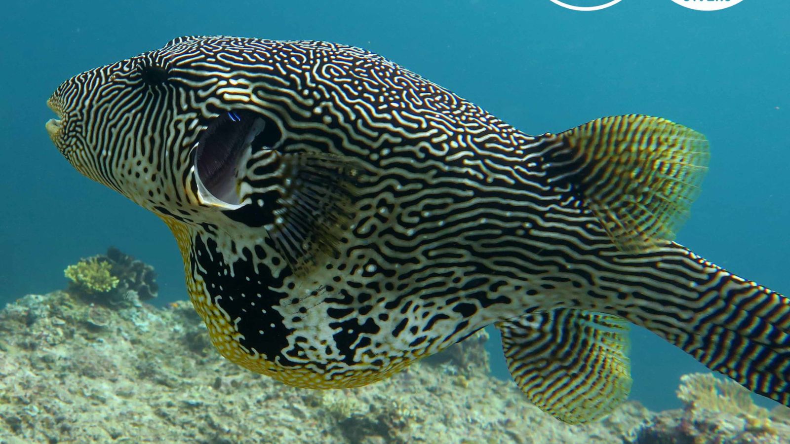 Epic Spots to Swim With Unique Marine Creatures (No Sharks or Dolphins)