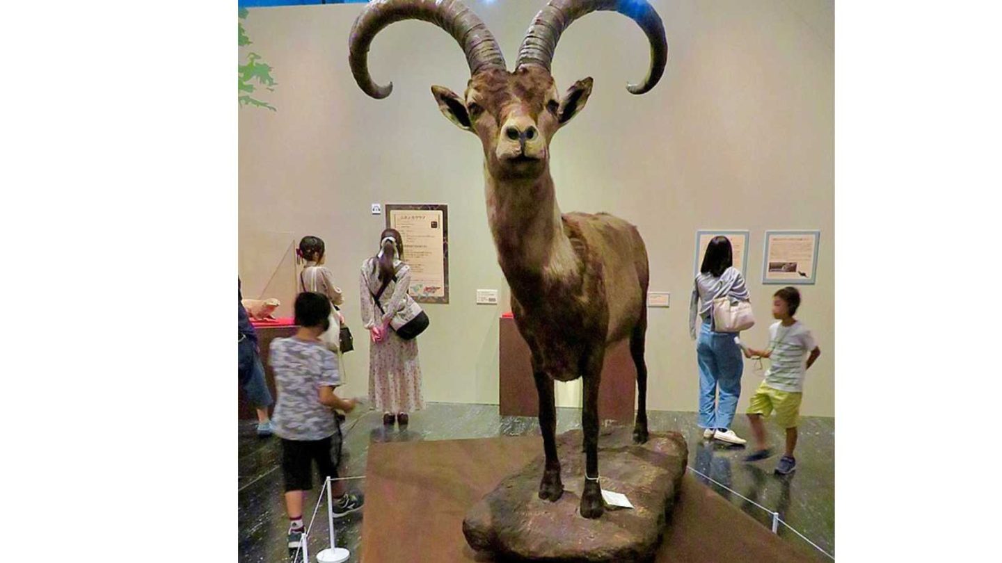 Remarkable Animals That Disappeared Forever in the Last 150 Years  