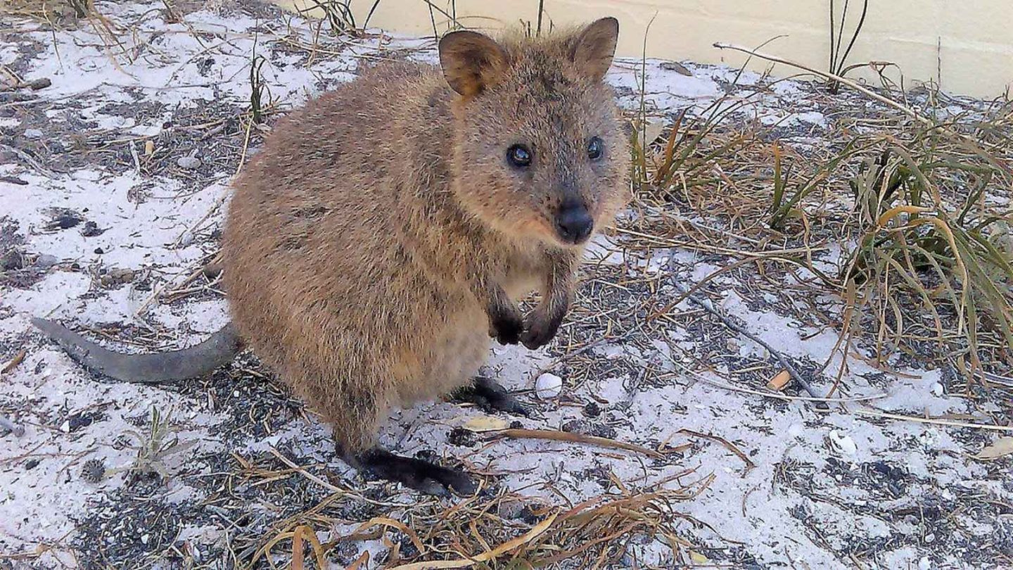 12 Fascinating Animals You’ll Only Find in Australia