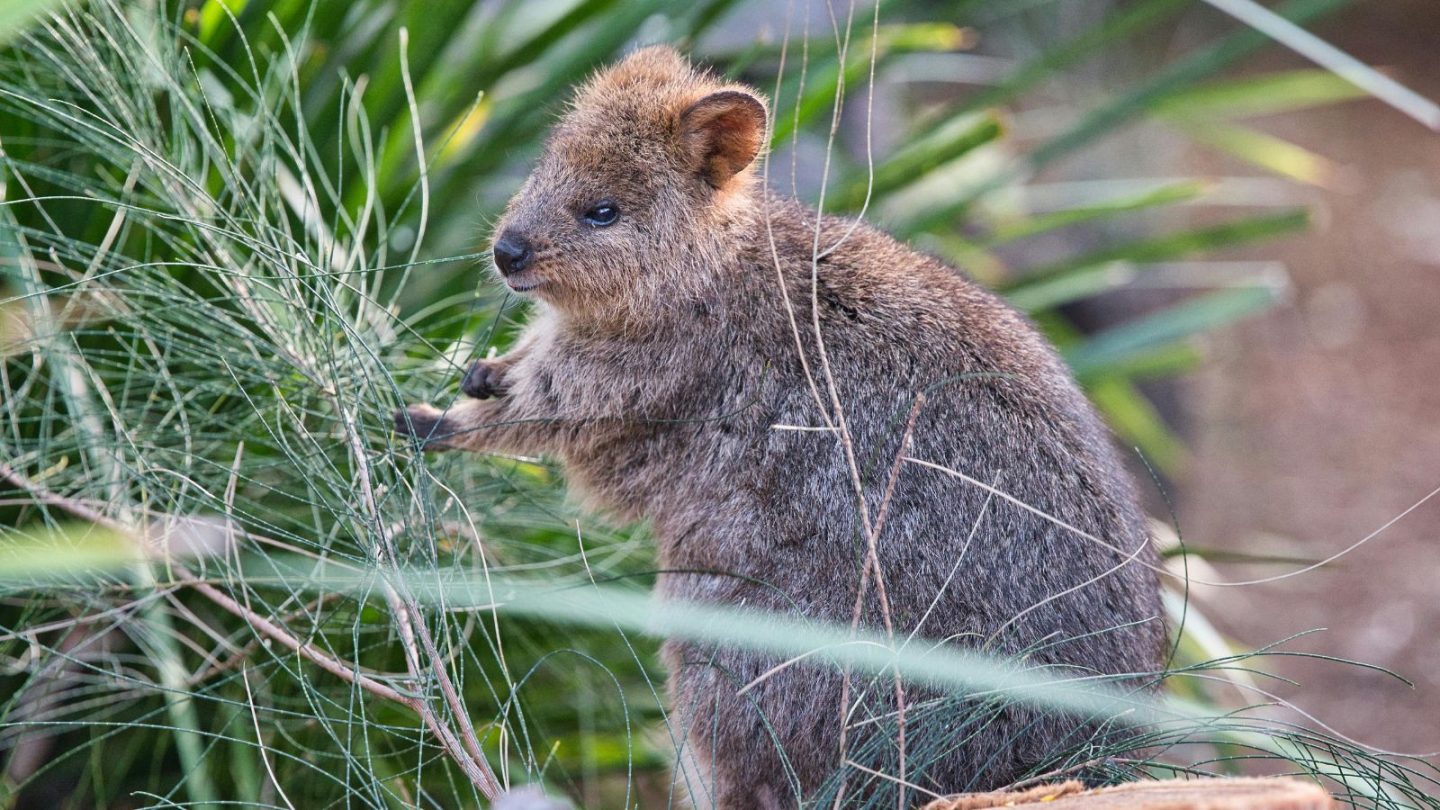 Friendliest Wild Animals You’d Love to Encounter