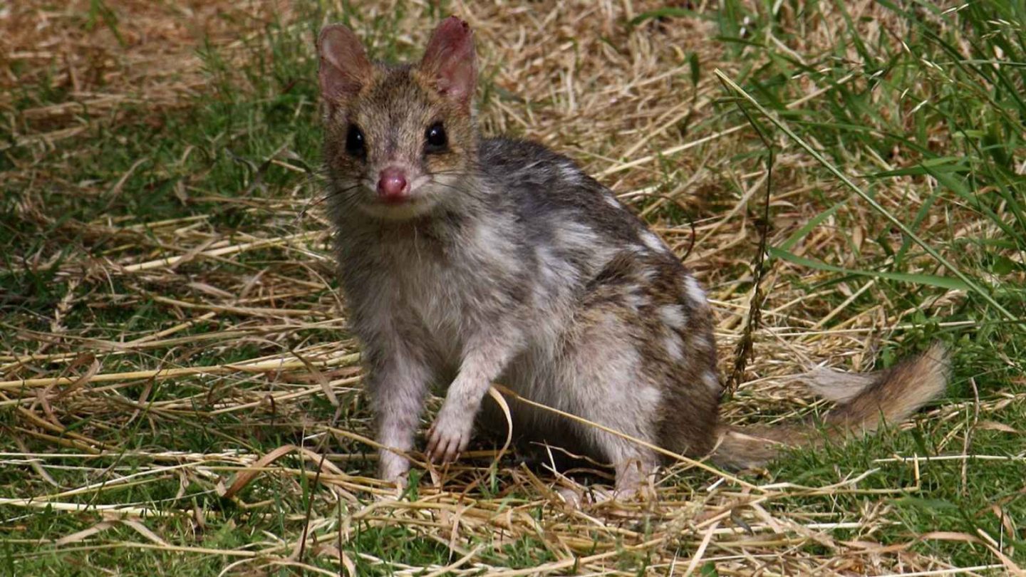 12 Fascinating Animals You’ll Only Find in Australia