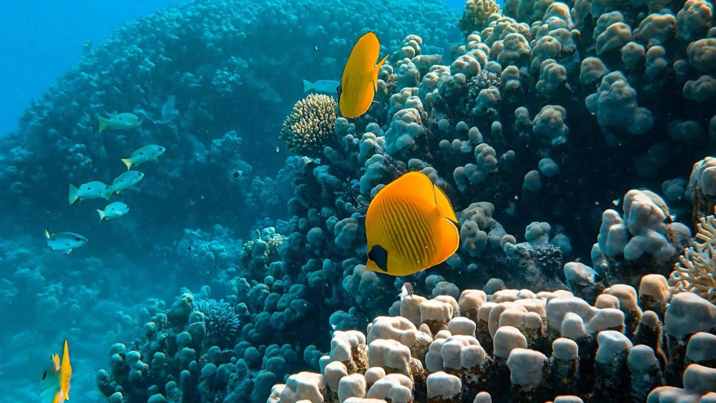 Dive Into Paradise: 15 Unforgettable Snorkeling Destinations You Need to Explore