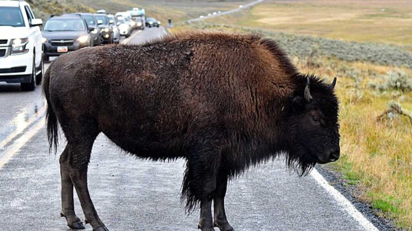 Things I Learned on My First Visit to Yellowstone National Park