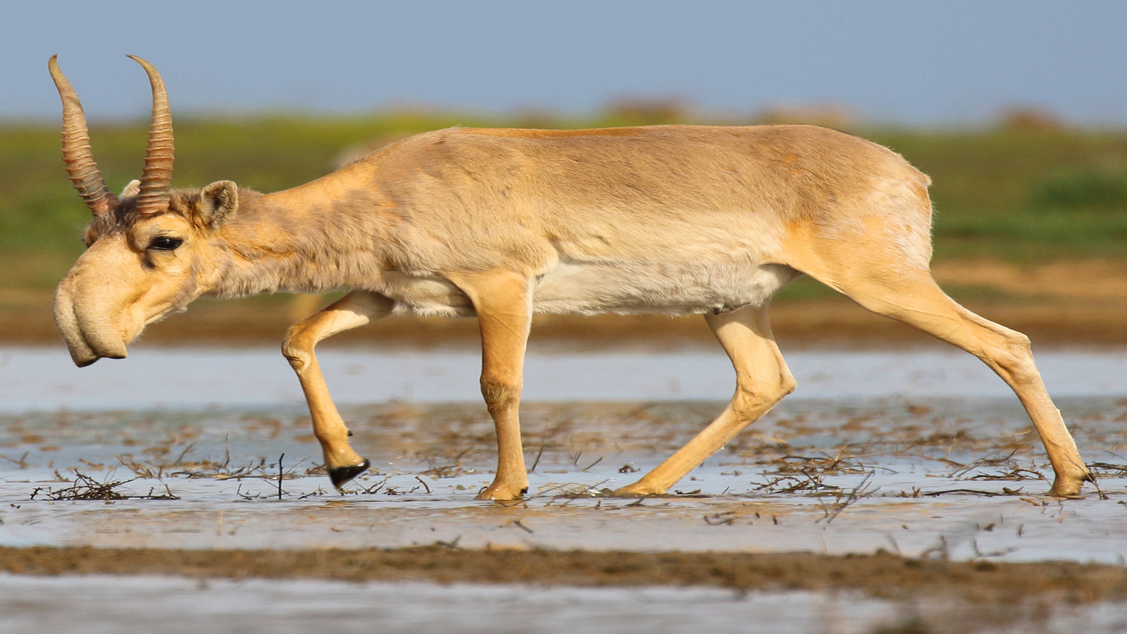 Saiga_antelope