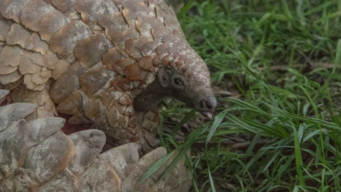 Incredibly Rare Animals You’ll Only Find in These Extraordinary Places  