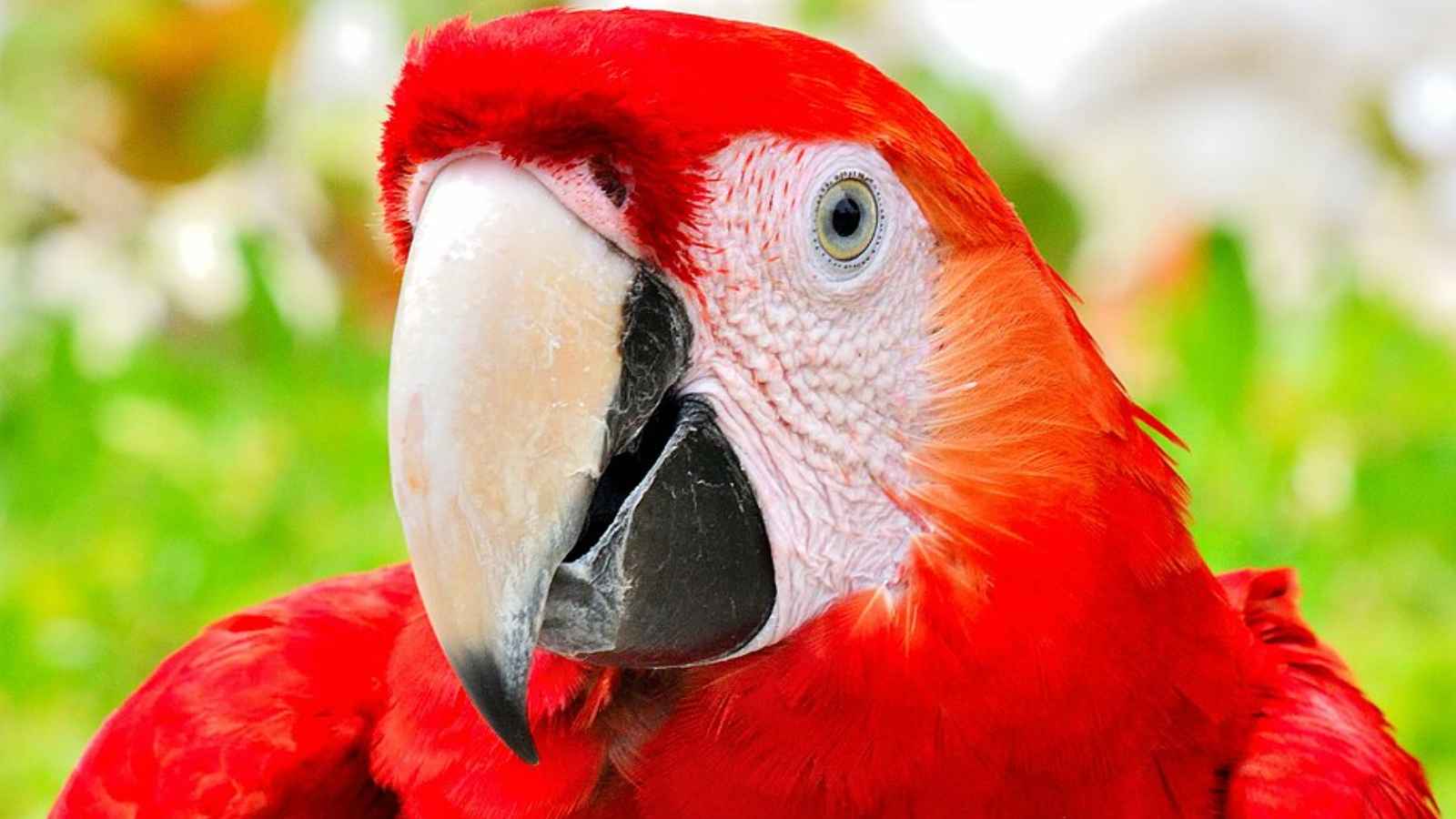 12 of the World’s Most Beautiful Birds You Need to See