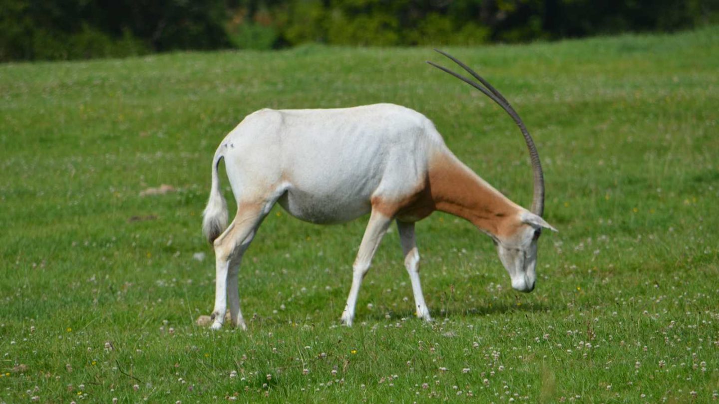 Remarkable Animals That Disappeared Forever in the Last 150 Years  