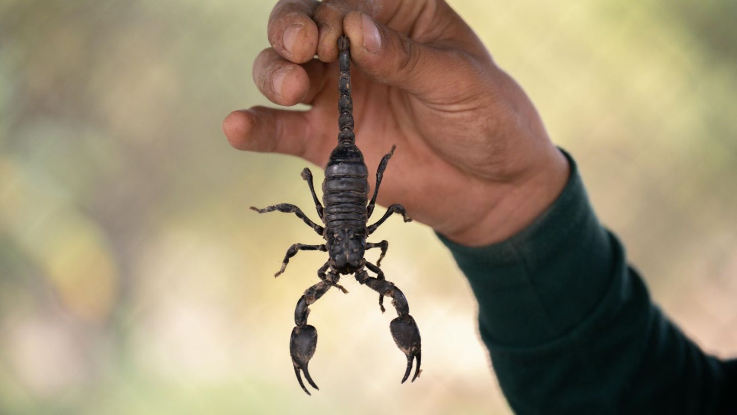 Deadliest Animals People Dare to Keep as Pets