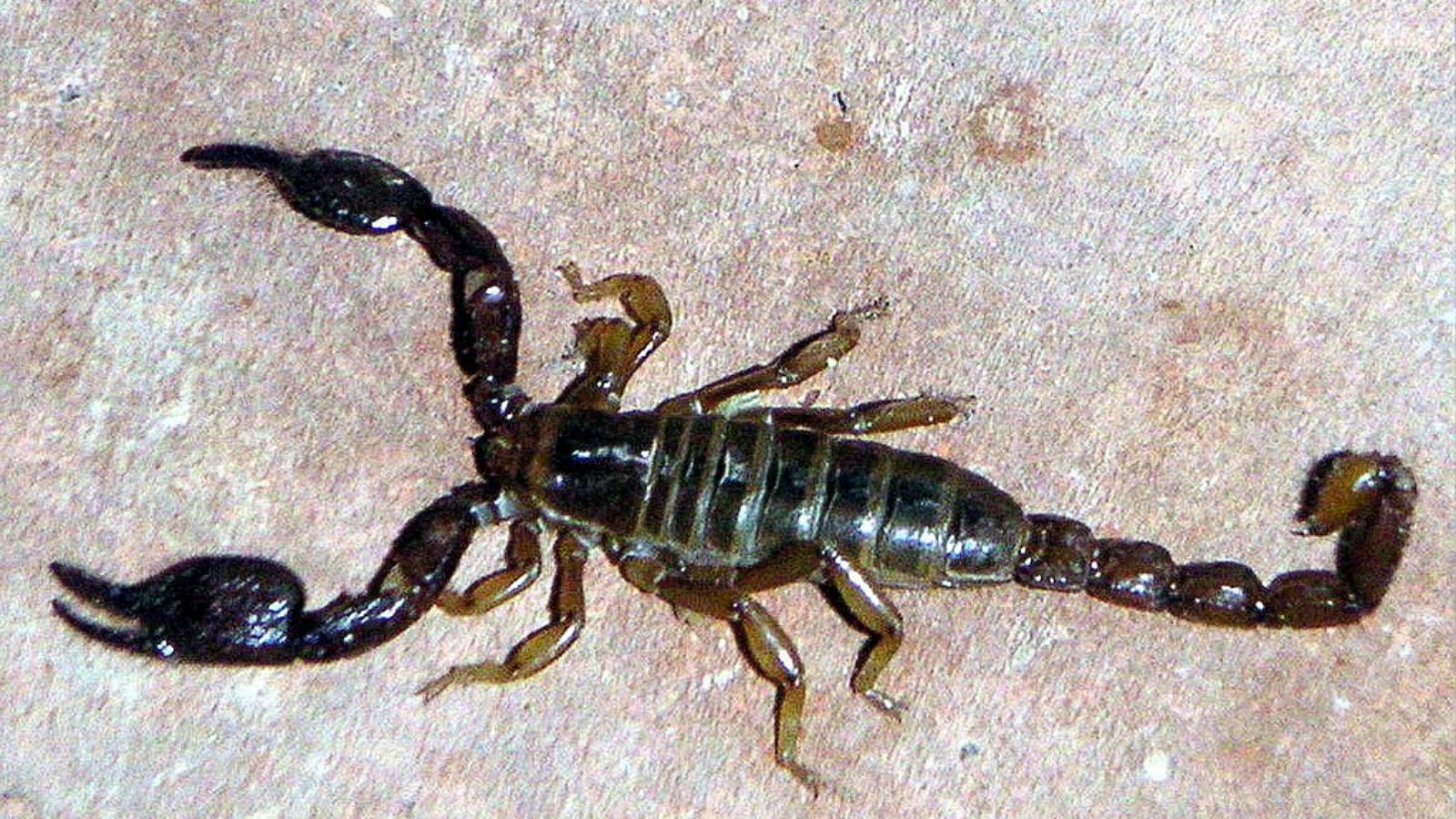 The U.S. States Where Nature’s Deadliest Creatures Lurk