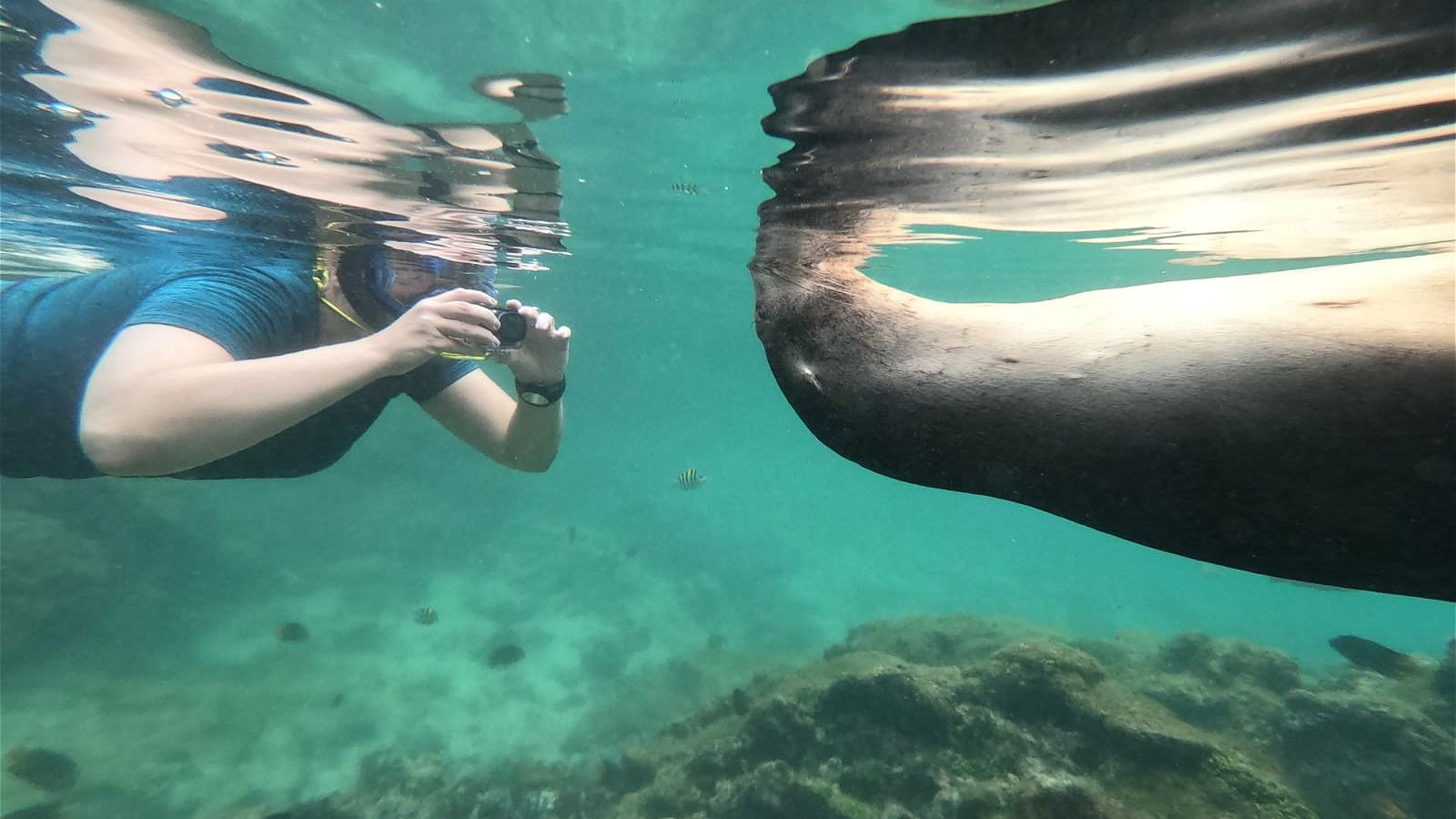 Epic Spots to Swim With Unique Marine Creatures (No Sharks or Dolphins)