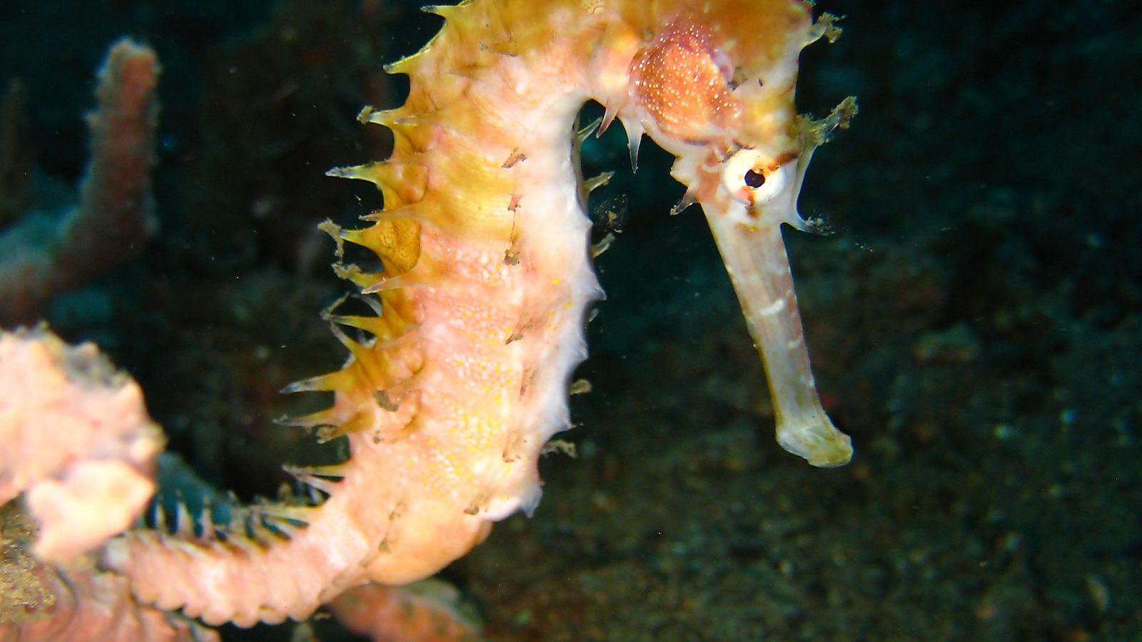 Epic Spots to Swim With Unique Marine Creatures (No Sharks or Dolphins)