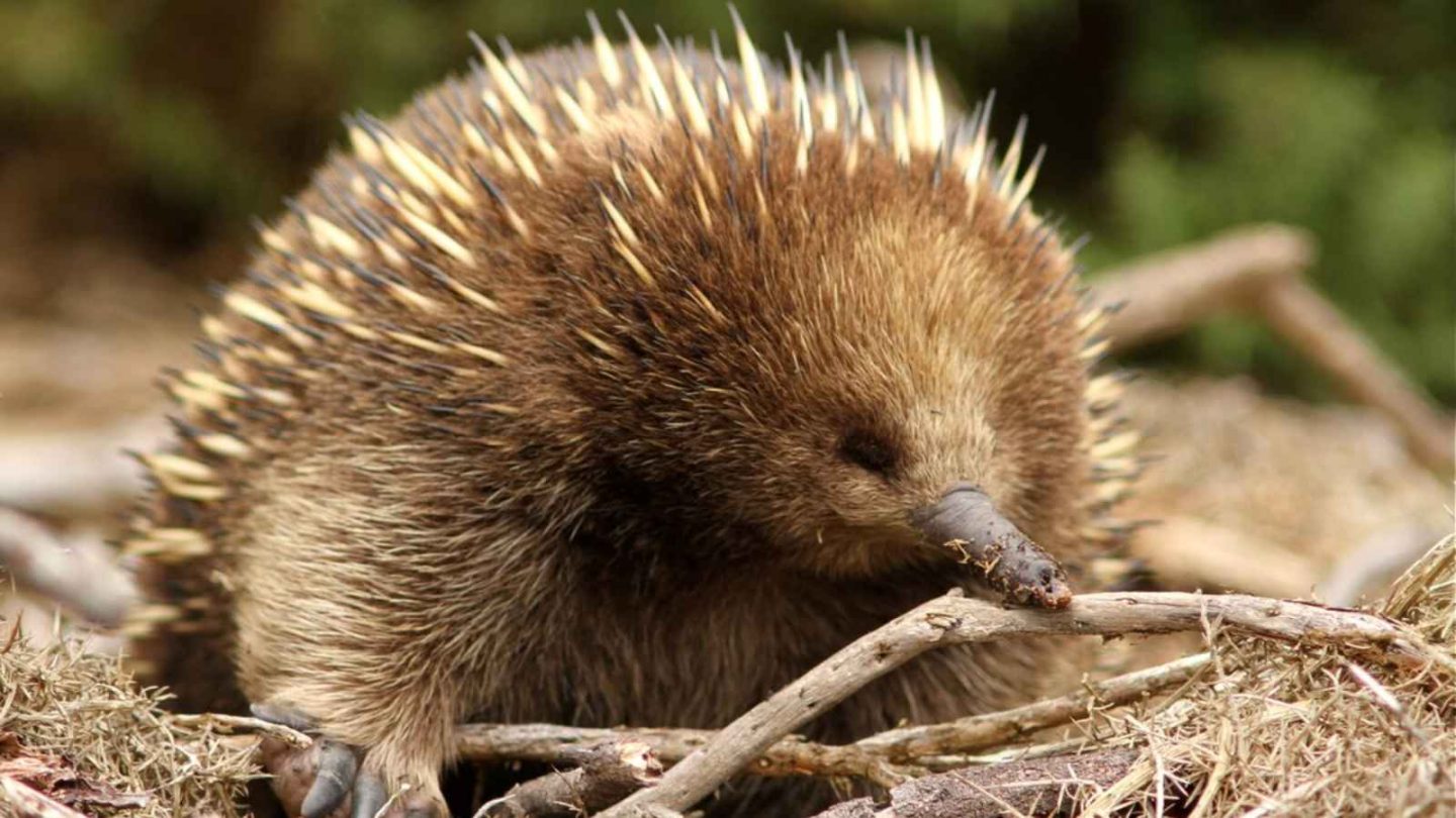 12 Fascinating Animals You’ll Only Find in Australia